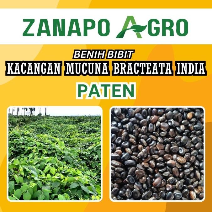 

BIBIT KACANGAN MUCUNA BRACTEATA INDIA (IMPORT) BERAT 1 KILOGRAM COD