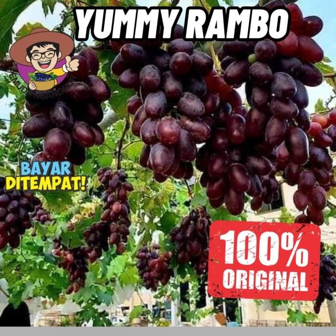 

BIBIT ANGGUR YUMMY REMBO THAILAND COD
