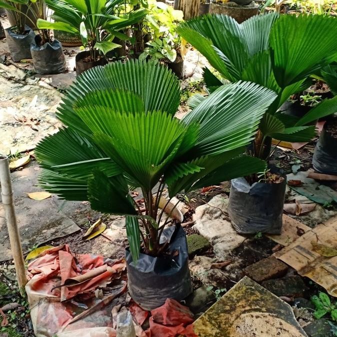 

Pohon Palem Kol Tinggi 60-80 cm COD