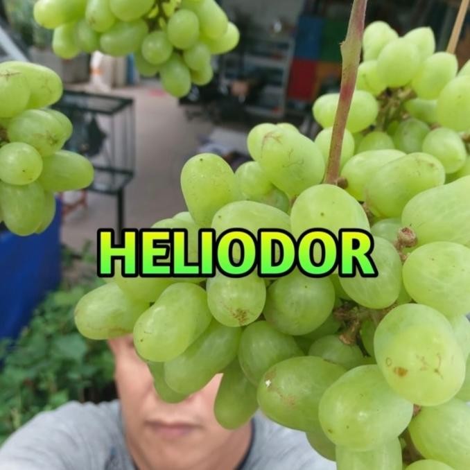 

(HELIODOR) BIBIT ANGGUR IMPORT PAK SUPRIANTO hukum COD