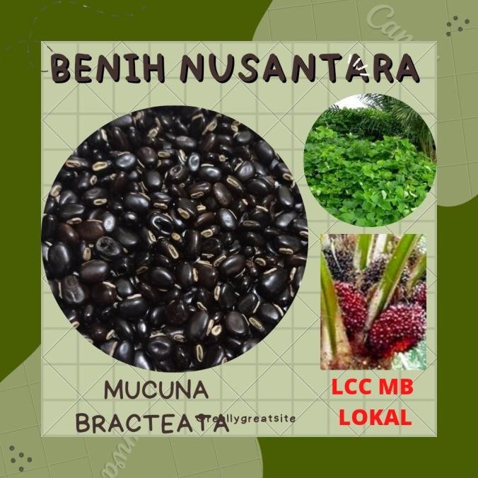 

Kacangan - Legume Cover Crop - Mucuna Bracteata - LCC MB - Lokal 1 Kg COD