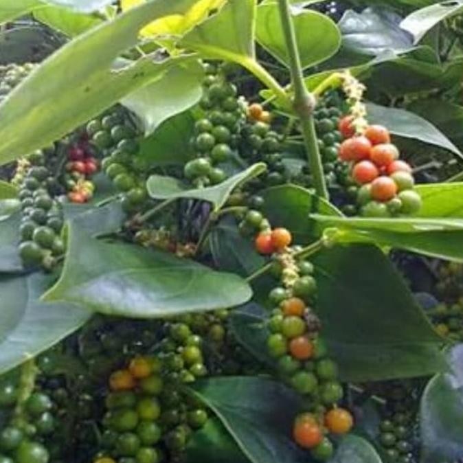 

Bibit Lada perdu Merica dewasa berbuah / Sahang tanaman sudh berbuah COD