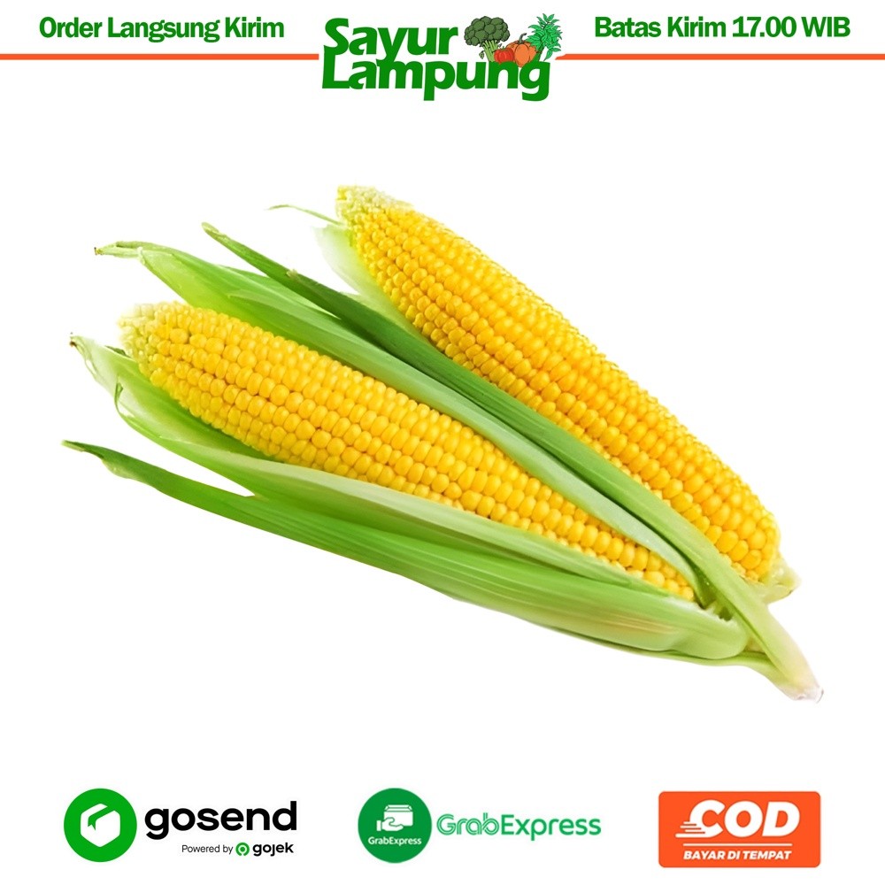 

Jagung Manis 1 Pcs - Sayur Lampung