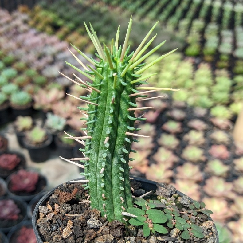 Sukulen | Euphorbia Ferox