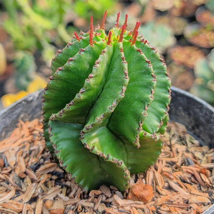Euphorbia Horrida Spriral kaktus sukulen tanaman hias