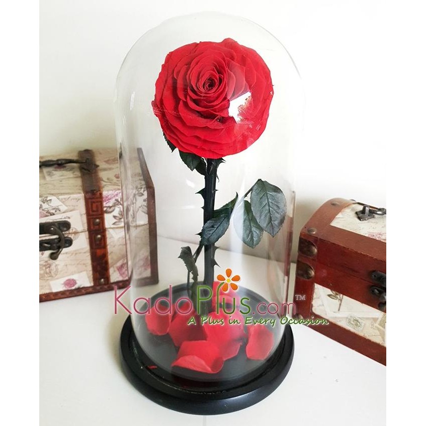 

PROMO EVERLASTING RED ROSE PREMIUM