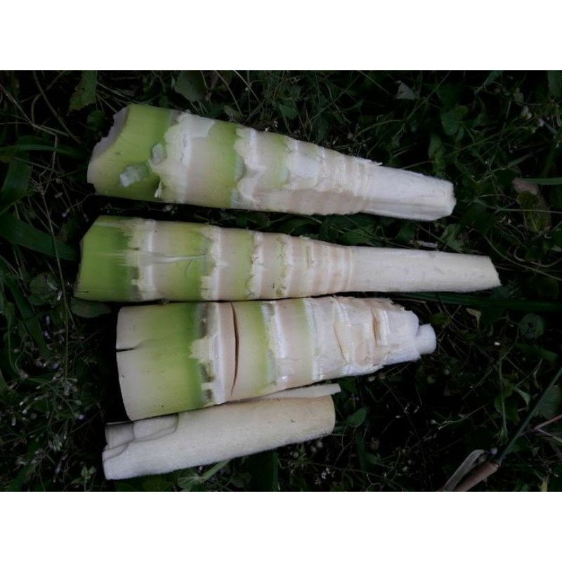

rebung bambu bitung/Ampel/kuning 500 gr
