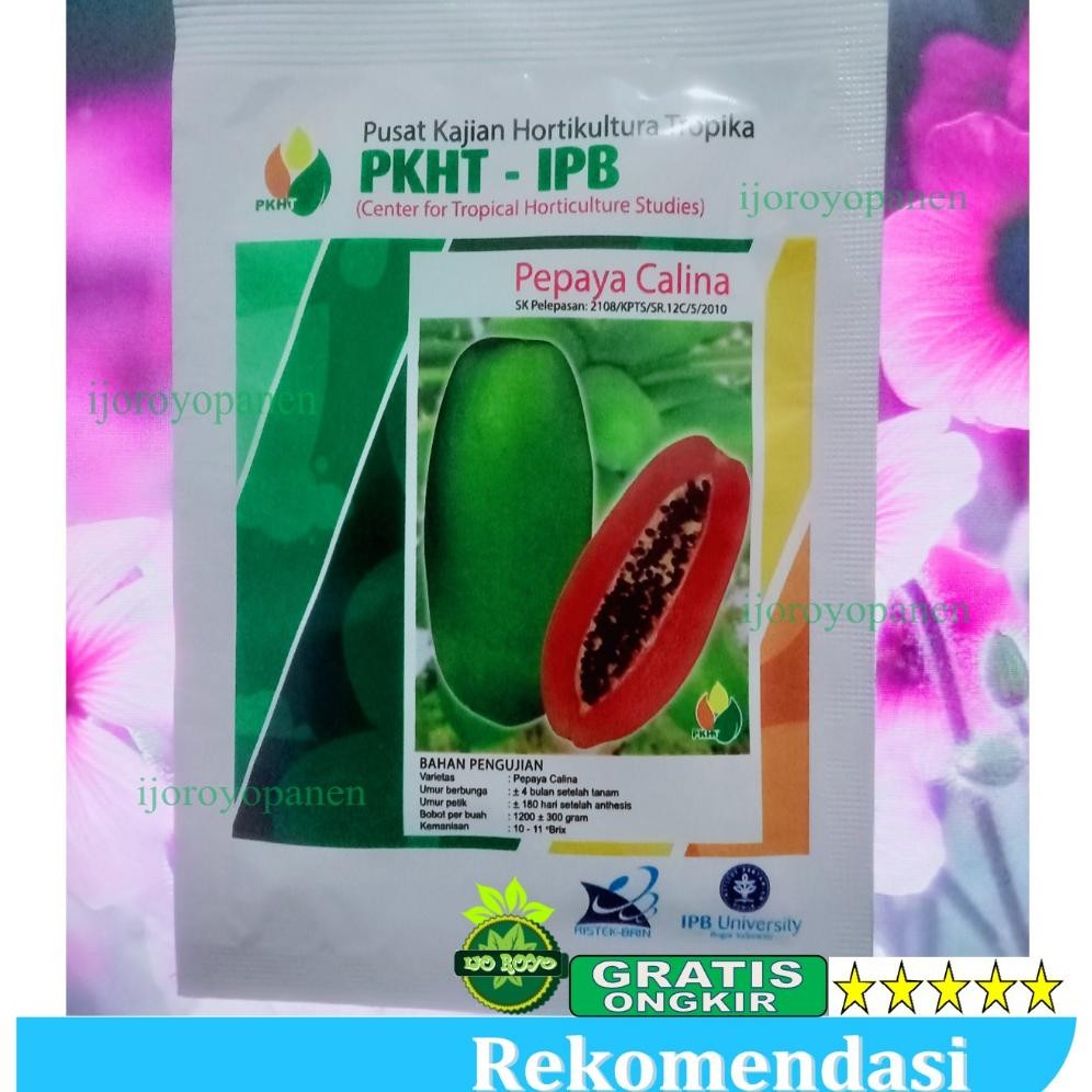 Kk - BENIH PEPAYA CALINA CALIFORNIA IPB ISI 250 butir PKHT IPB original