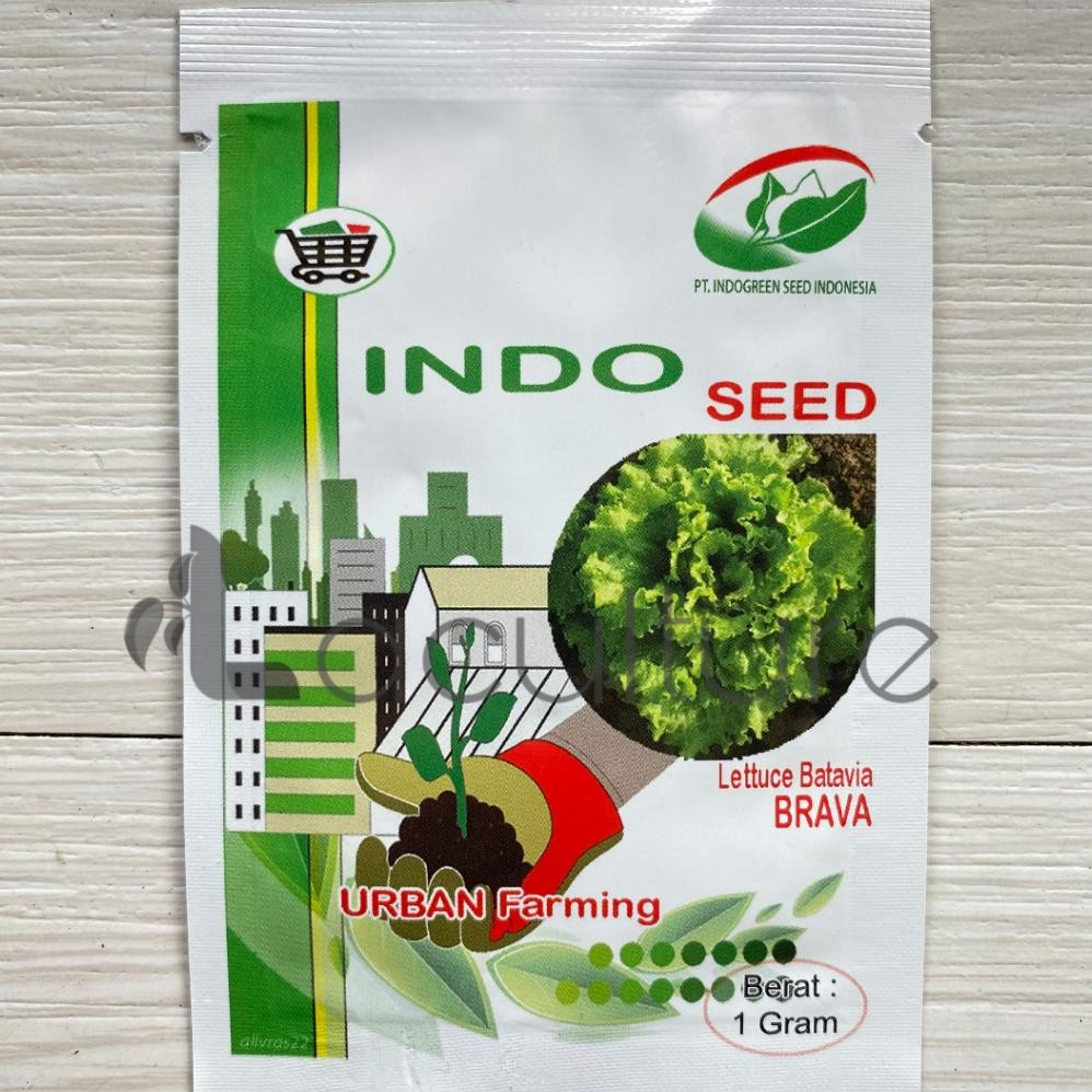 Kk - Benih Selada BRAVA Isi 1 gram Lettuce Batavia Indo Seed