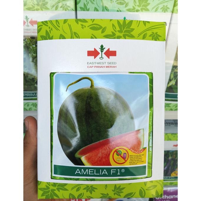 Benih AMELIA F1 (360 Biji) - Bibit Semangka Non Biji Cap Panah Merah