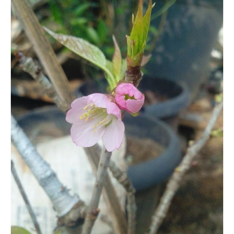 Bibit Pohon Bunga Sakura Jepang