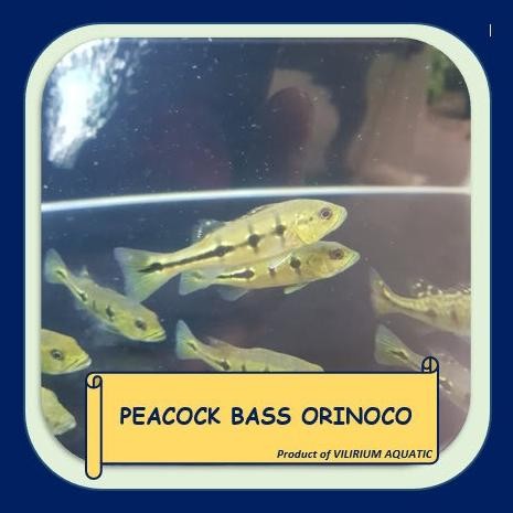 Produk Baru Ikan Hias Air Tawar - Peacock Bass Orinoco
