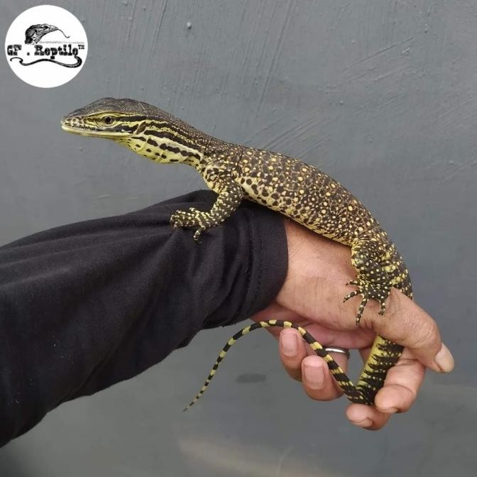 NEW varanus argus monitor size baby up