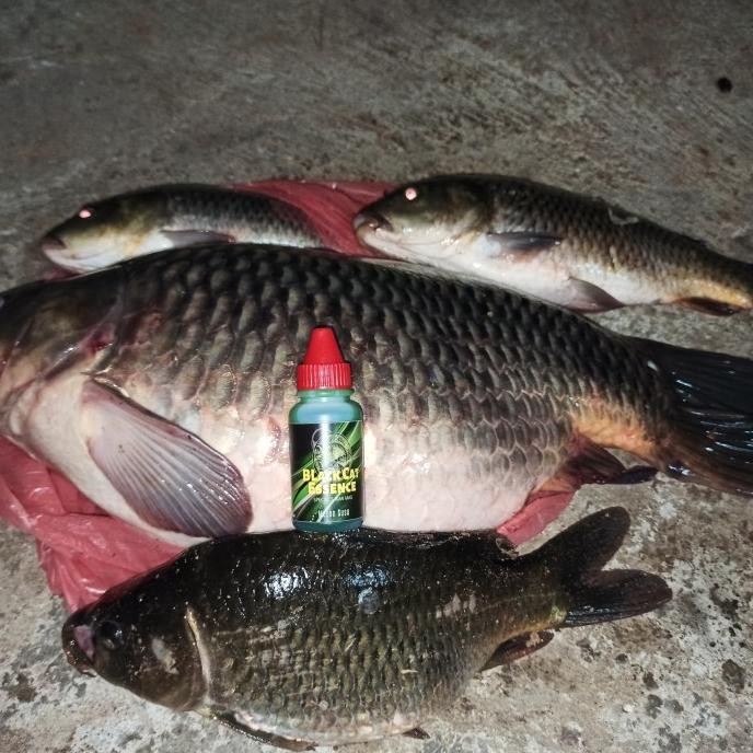 Essen Ikan Mas Oplosan Aroma Melon Susu Target Ikan Rame & Babon