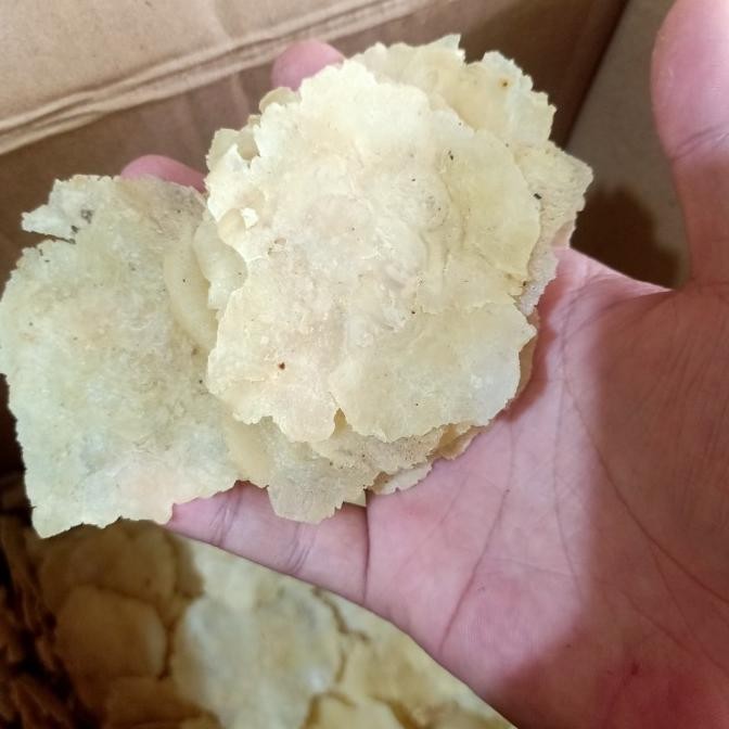 

TERBARU EMPING CEPLIS MELINJO 1 KG KILO KULON BANTEN TIPIS MEKAR TERBAIK - 4-5 MELINJO !!!!!