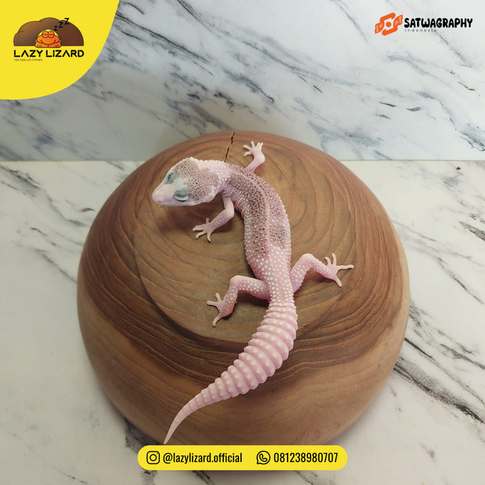 BERKUALITAS PIED Leopard Gecko, Super Pied Line SSE Super Snow Eclipse KOMPLIT