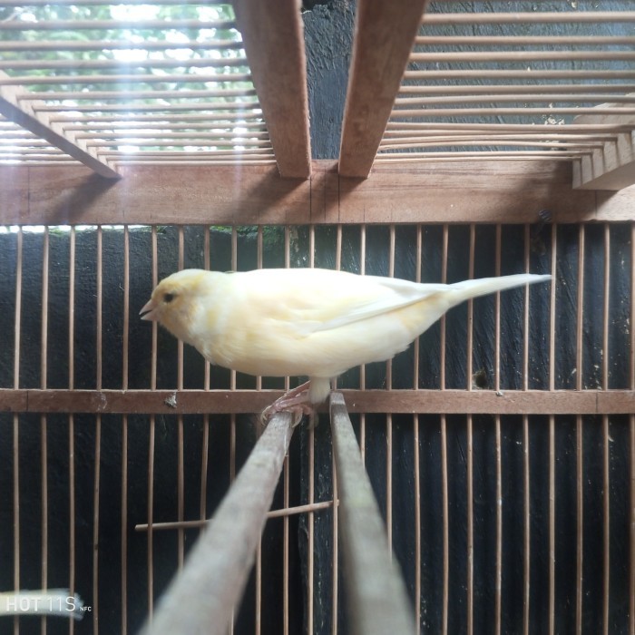 BOOM SALE burung kenari f1sf x F1 ys betina PROMO SPECIAL