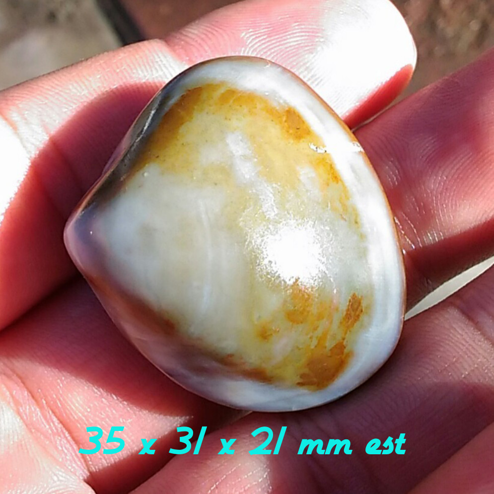 Natural Kerang Super Energi Alami Aktif