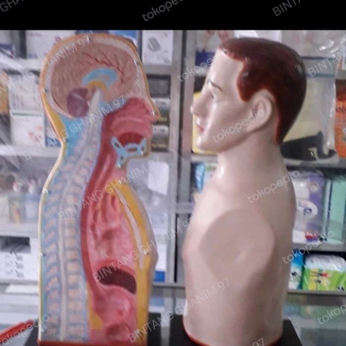 PHANTOM NGT alat peraga MANiKIN model NGT