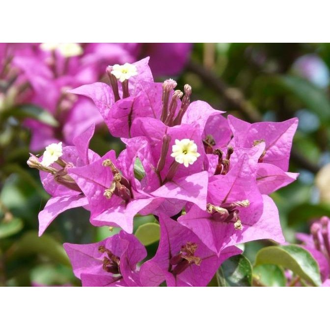 

sale! bunga kertas bugenvil / bougenville /bougainvil