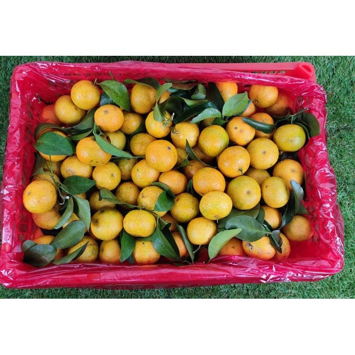 

Jeruk Shantang Daun Tangerine 6 kg / box