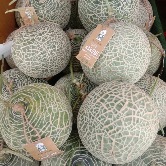 PROMO BUAH MELON JEPANG HIDROPONIK