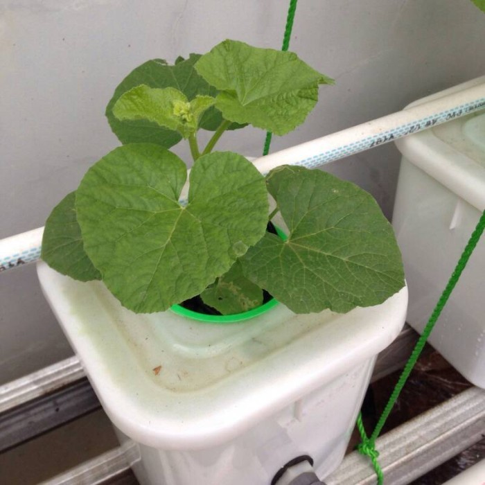 Dutch Bucket hidroponik, paket Dutch bucket + hidroton iran