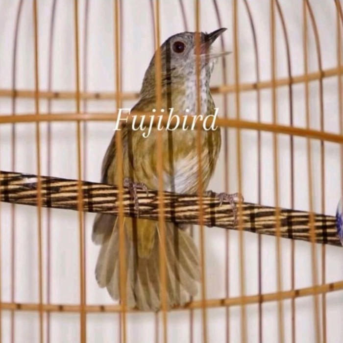 TERBARU BURUNG TIEUMI WAMBI MINI IMOORT BISA GOSEND