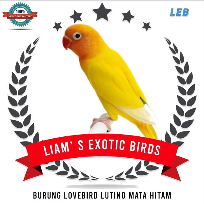 TERBARU Burung Lovebird Lutino Mata Hitam PROMO