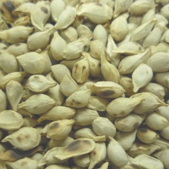 

600 G GR GRAM GAN JU HE CITRUS SEED SEEDS SEMEN CITRI RETICULATAE