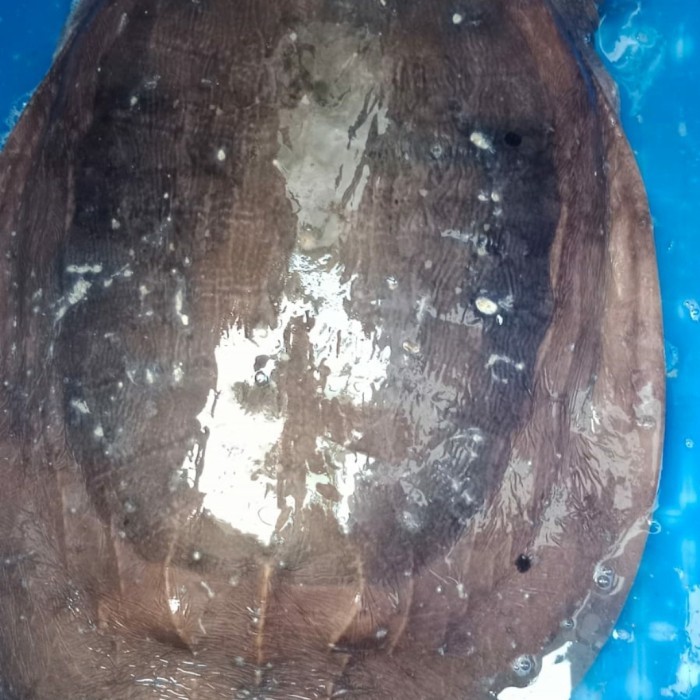 PROMO labi labi besar/jumbo hidup1kg