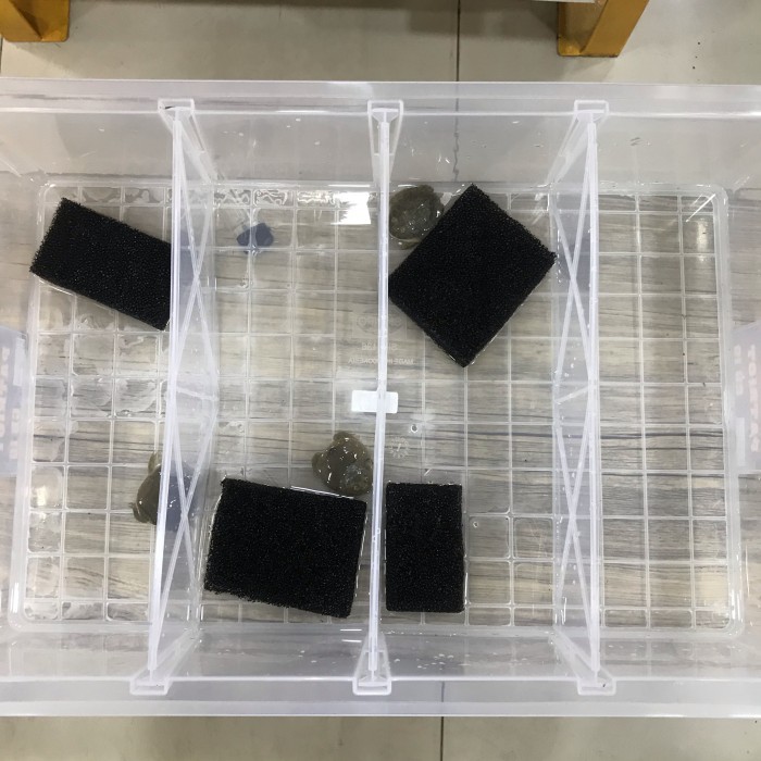 KANDANG KONTAINER SEKAT 4 GECKO SKINK PACMAN FROG SNAKE SULCATA ISTAR