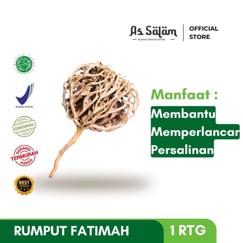 

Rumput Fatimah Untuk Memperlancar Persalinan