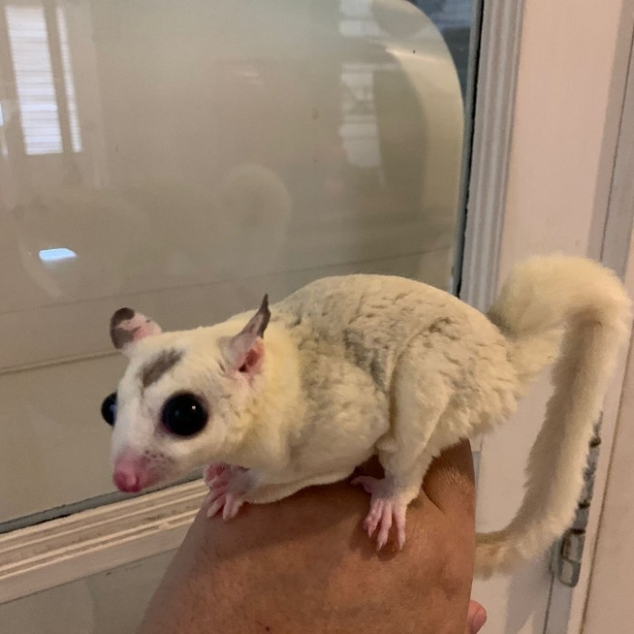 TERBARU sugar glider platmoz Dewasa