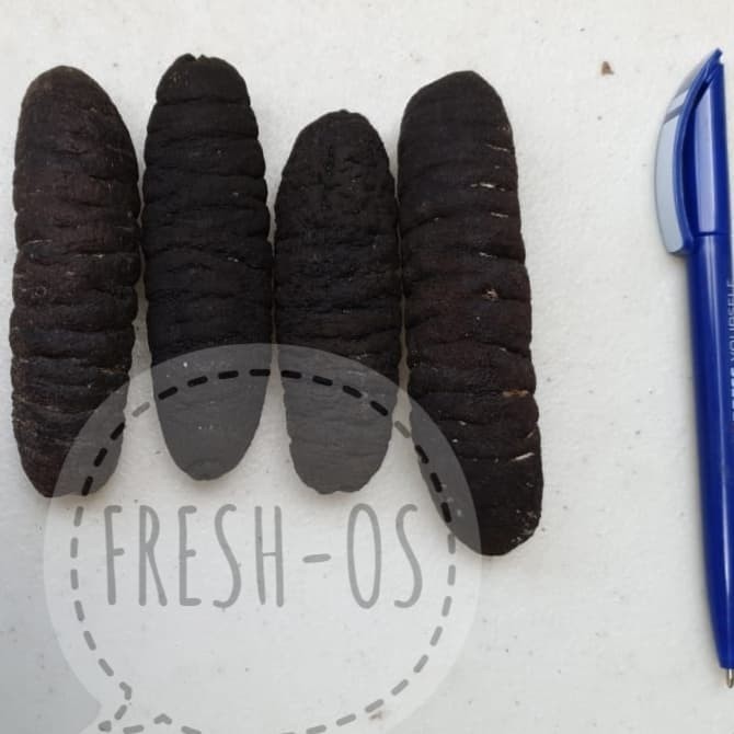 

HAI SOM HAISOM HOISEM TERIPANG TRIPANG GOSOK BELITUNG 1KG ISI 40-42
