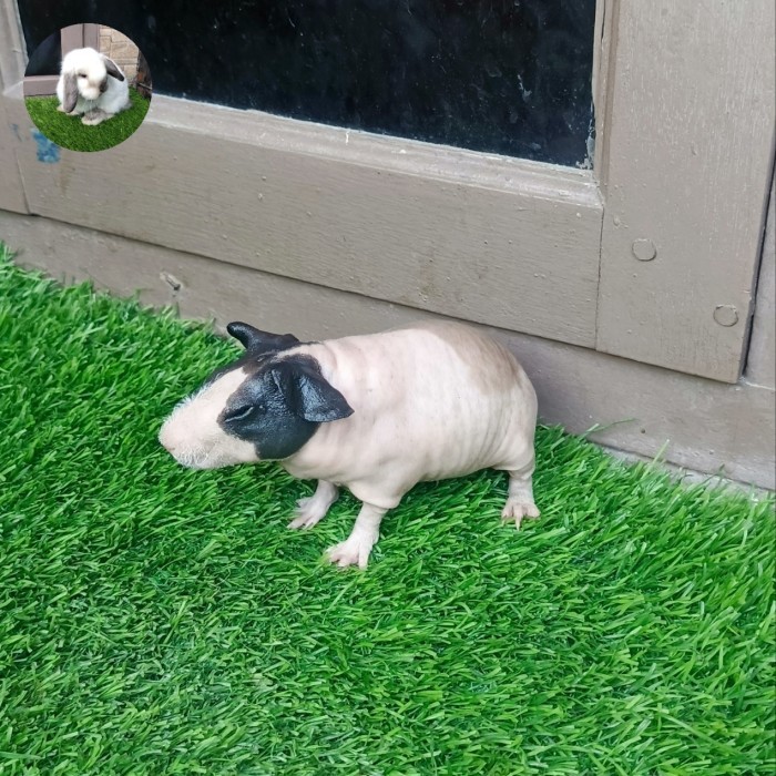 marmut/guinea pig skinny 3 warna