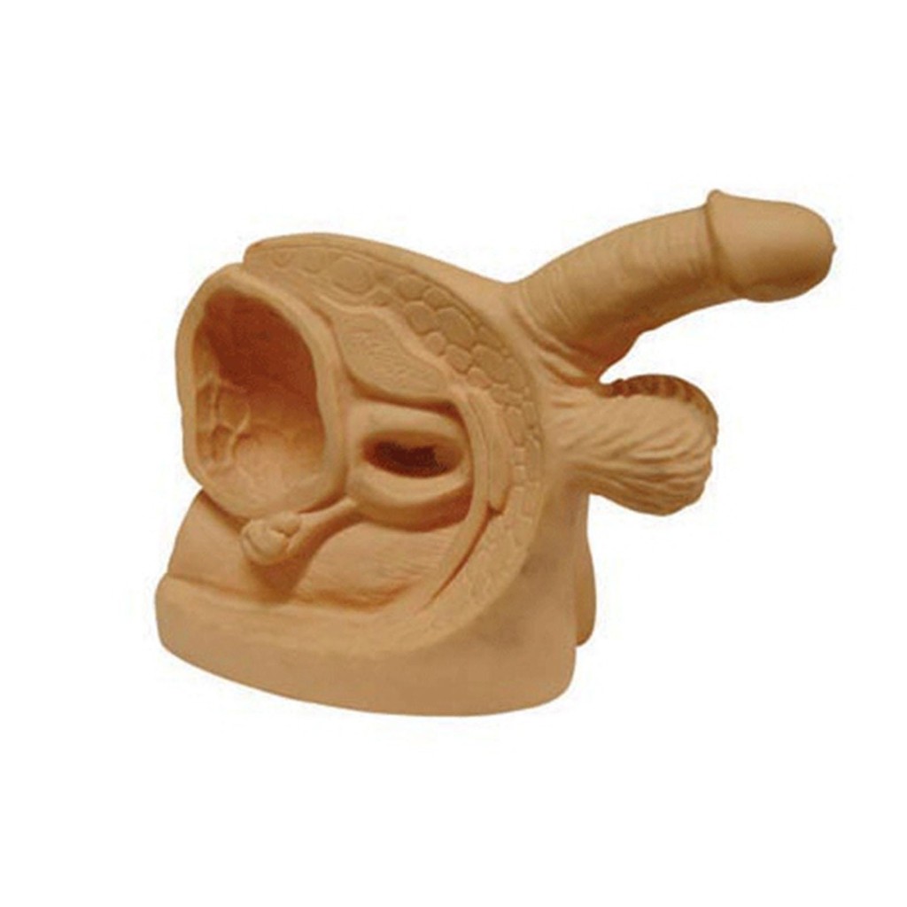 Human Male Genital Organ Display Model Urethral Demonstration Teaching kit