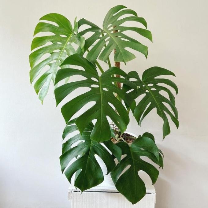 tanaman hias monstera king deliciosa - monstera king besar