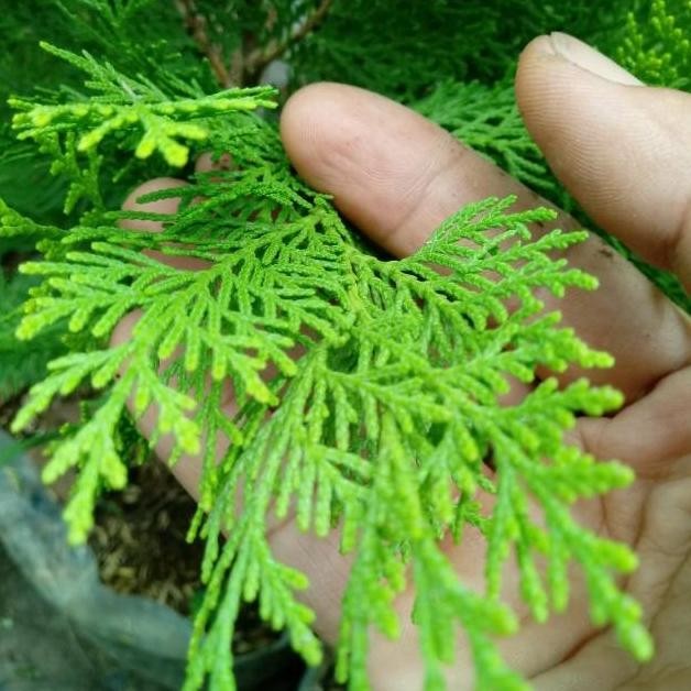 Cemara Kipas 2 Meter - Tanaman Hias - Sudah Tinggi - Asli - Murah