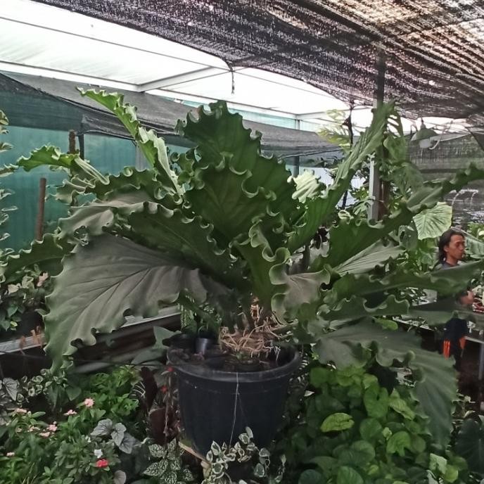 gelombang cinta jumbo tanaman babon