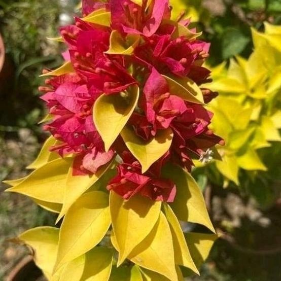 PROMO Tanaman Hias Bougenville Moonlight Jewel Ori Bougenville import