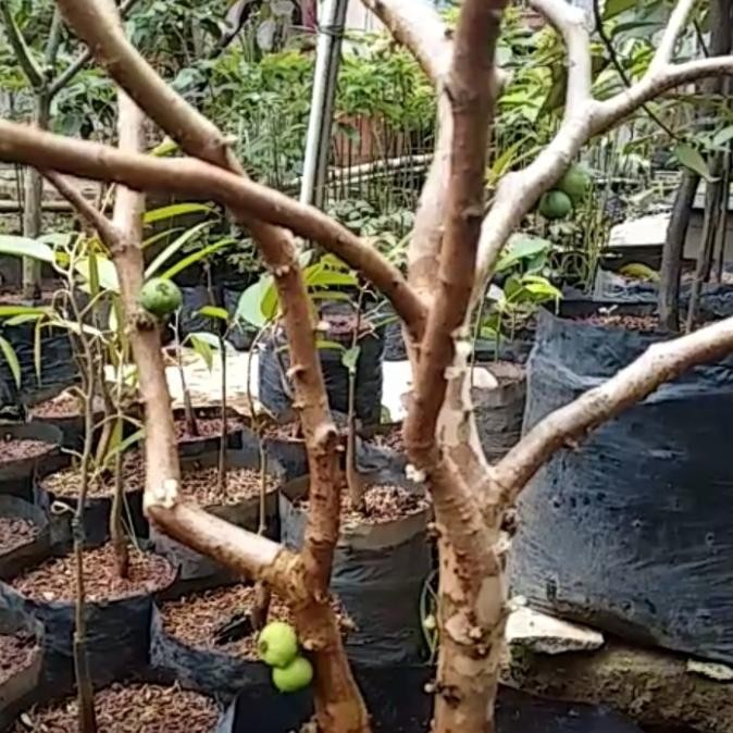 pohon anggur Brazil preco berbuah 1 meter up