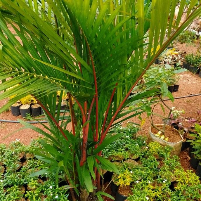 tanaman hias palem merah sudah besar