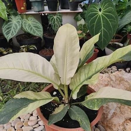 Tanaman Hias Anthurium Hookeri Variegata / hokeri putih
