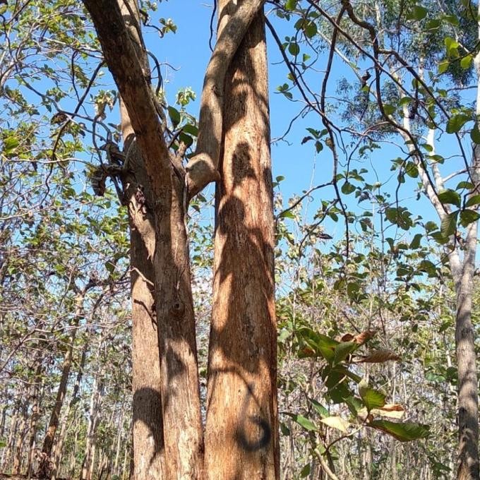 Dijual Pohon Jati Emas Borongan 34 Pohon