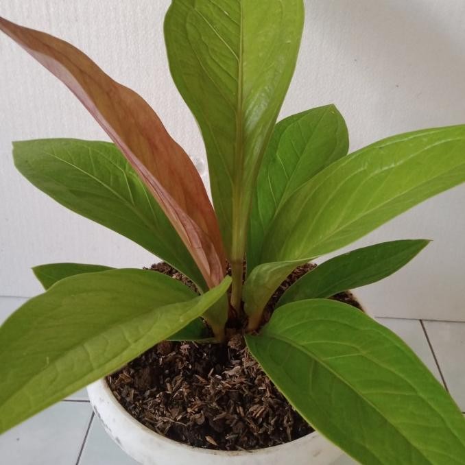 Tanaman hias Anthurium Jemani Garuda Golden cantik