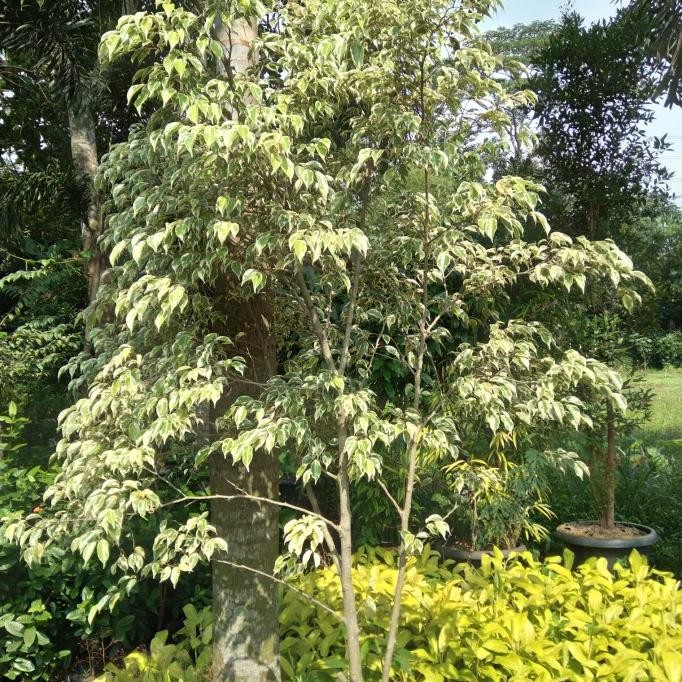 Tanaman hias, Pohon beringin putih Varigata tinggi 2 mtr