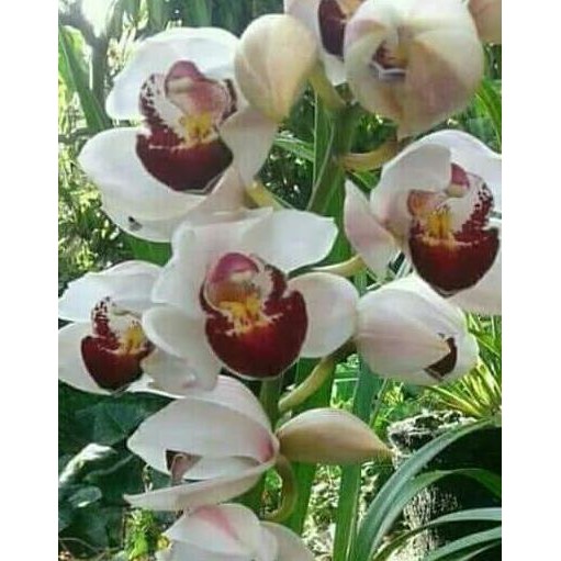 Tanaman hias anggrek cymbidium putih lidah merah