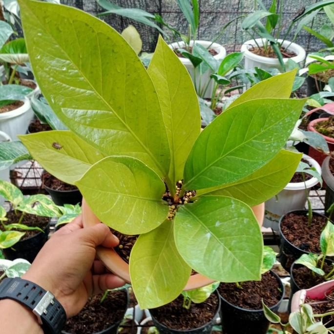 pohon hias anthurium jemani kol golden