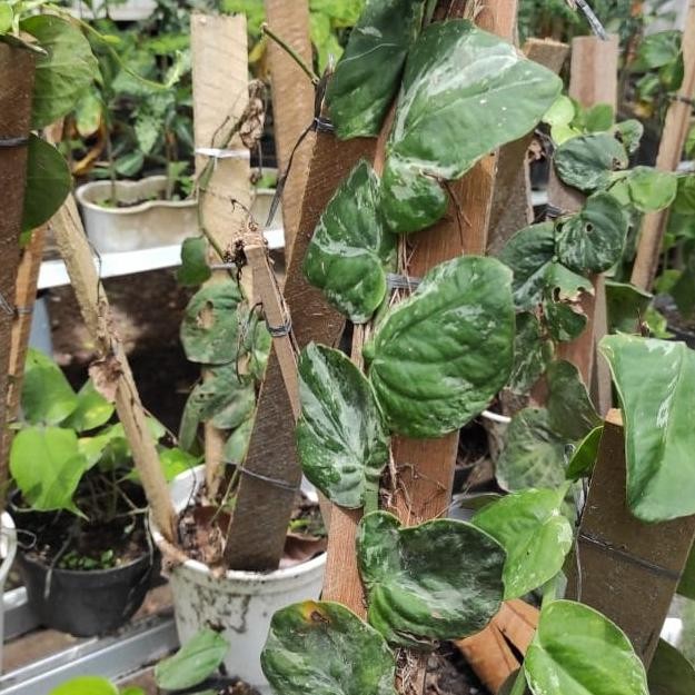 Tanaman hias rhaphidophora tenius varigata